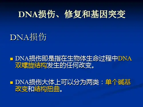 DNA修复