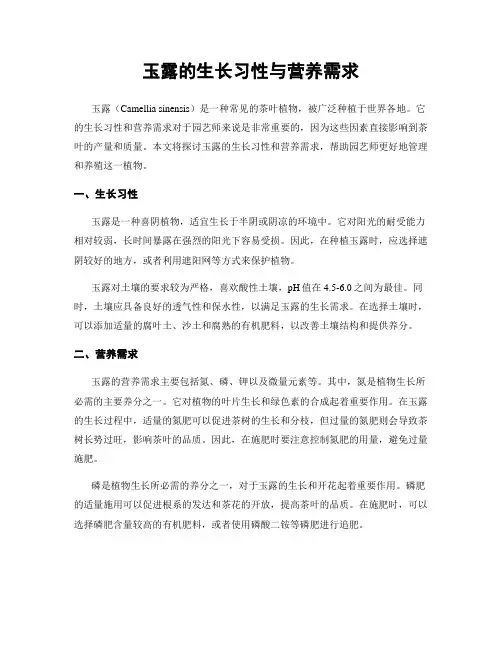 玉露的生长习性与营养需求