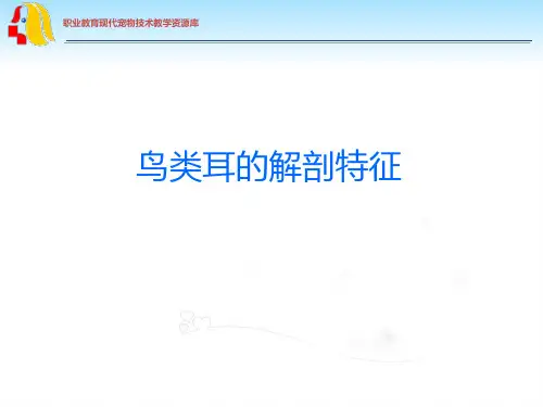 鸟类耳的解剖特征汇总