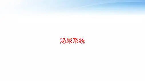 泌尿系统 ppt课件