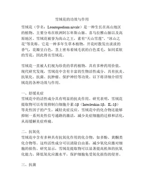 雪绒花的功效与作用