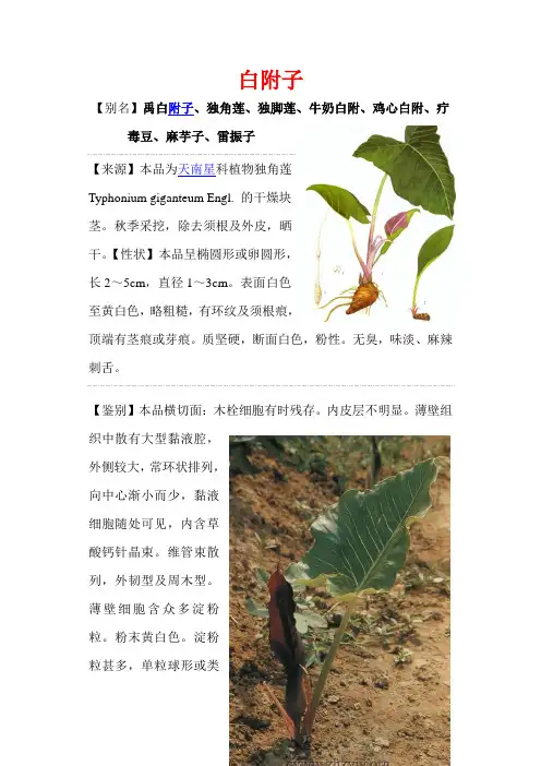 白附子