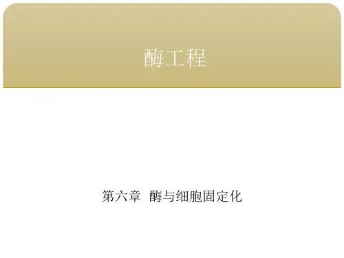 酶工程 第六章酶与细胞固定化  第二节酶和菌体固定化