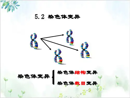 [人教版]《染色体变异》完美课件1