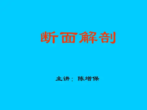 断层解剖