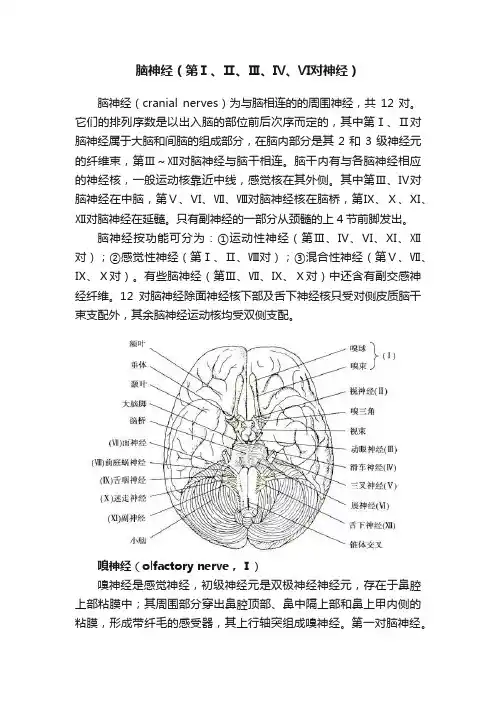 脑神经（第Ⅰ、Ⅱ、Ⅲ、Ⅳ、Ⅵ对神经）