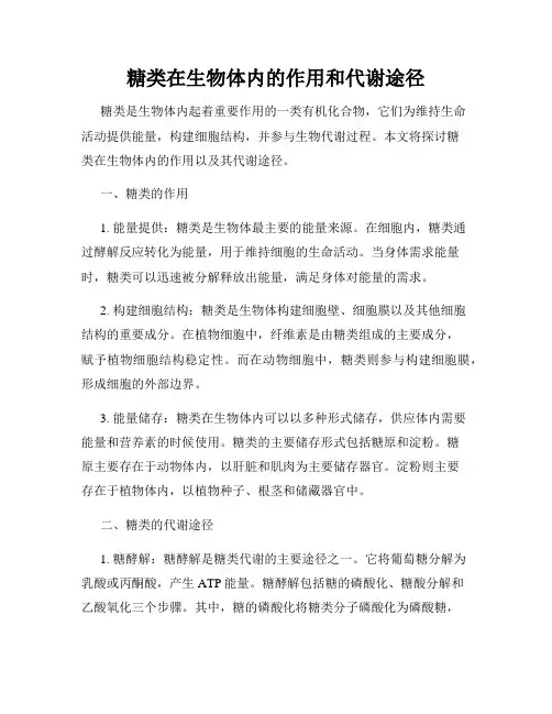 糖类在生物体内的作用和代谢途径