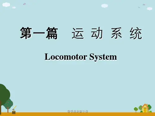 骨学总论躯干骨