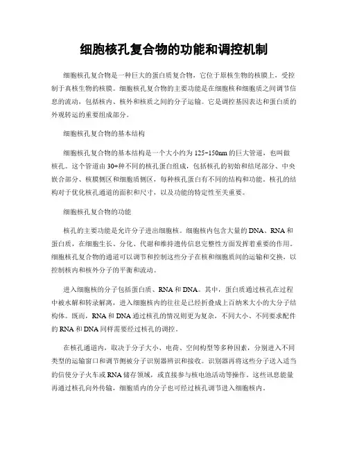 细胞核孔复合物的功能和调控机制