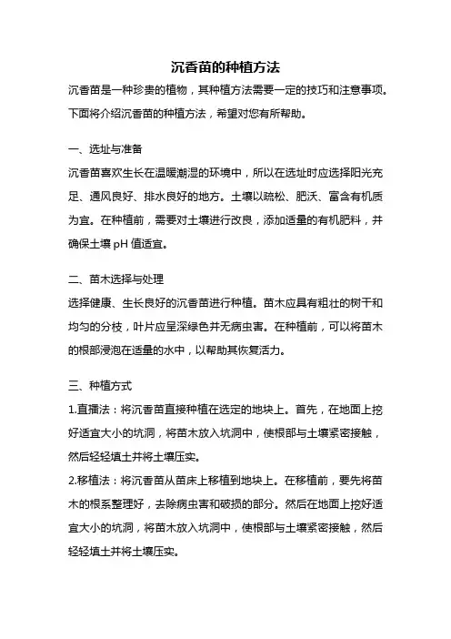 沉香苗的种植方法