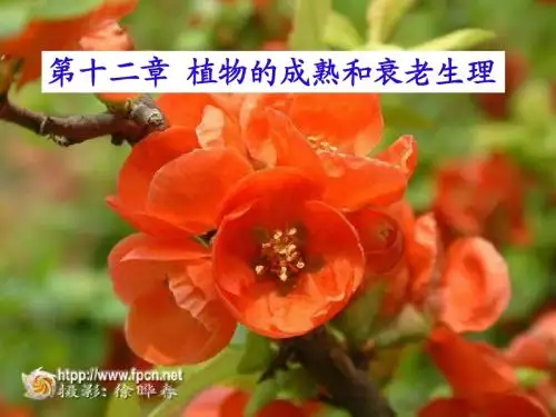 植物生理学第12章