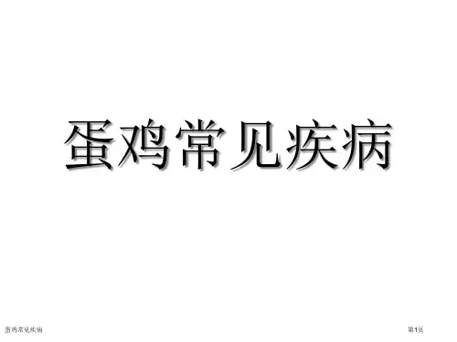 蛋鸡常见疾病