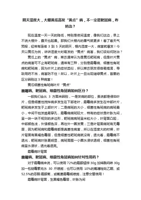 阴天湿度大，大棚黄瓜高发“黄点”病，不一定是靶斑病，咋防治？