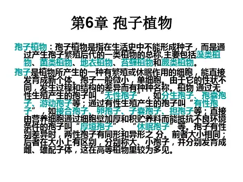 藻类植物ppt课件