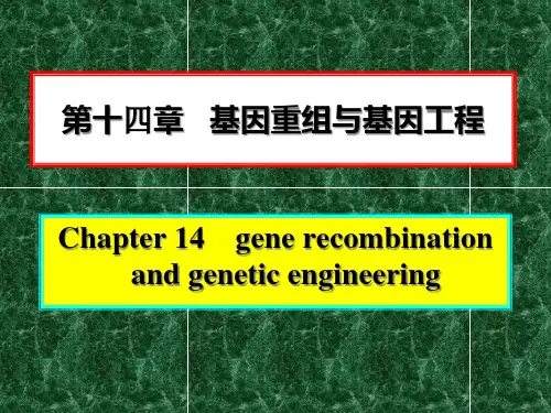 -第十四章 基因重组与基因工程