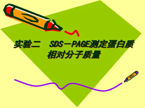 SDS-PAGE测定蛋白质