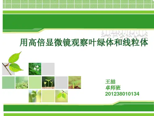 说课观察叶绿体和线粒体