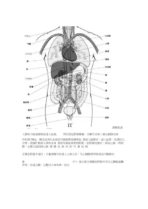 酒精在人体内的流程