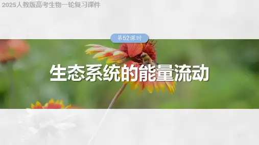 2025人教版高考生物一轮复习课件  第九单元 第52课时 生态系统的能量流动