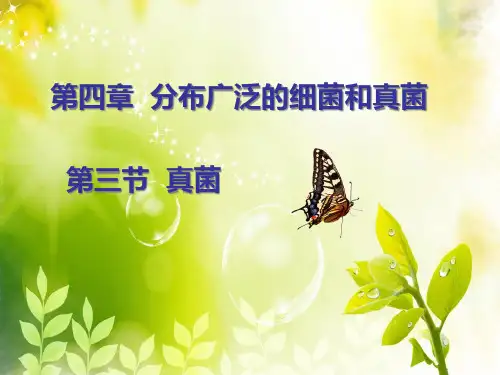 八年级生物上册真菌