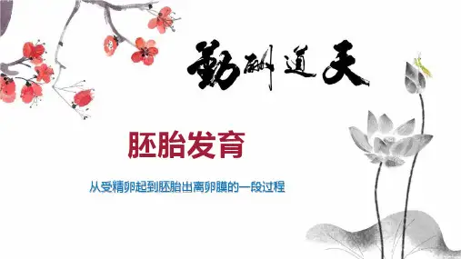 胚胎发育    