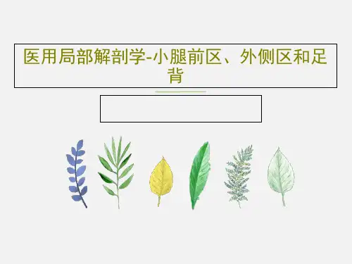 医用局部解剖学-小腿前区、外侧区和足背共31页文档