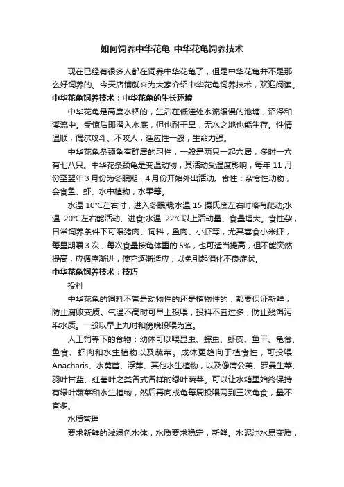 如何饲养中华花龟_中华花龟饲养技术