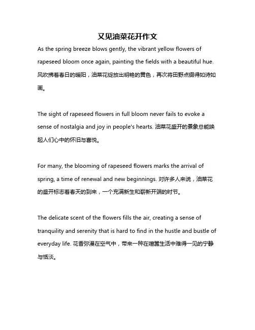 又见油菜花开作文