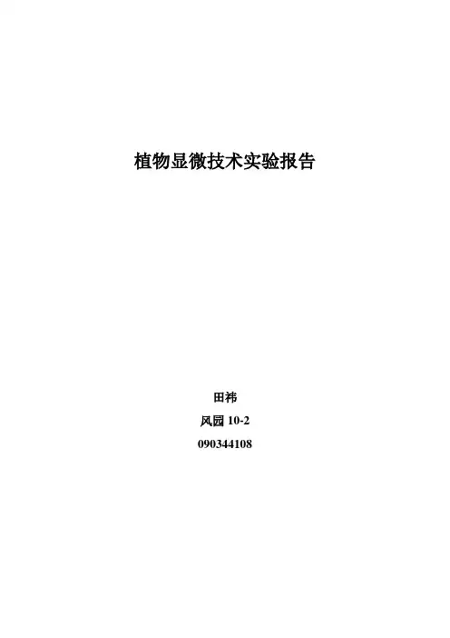 植物显微技术实验报告