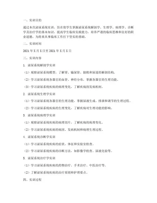 泌尿系统实训报告文字