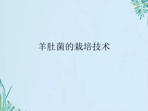 羊肚菌的栽培技术