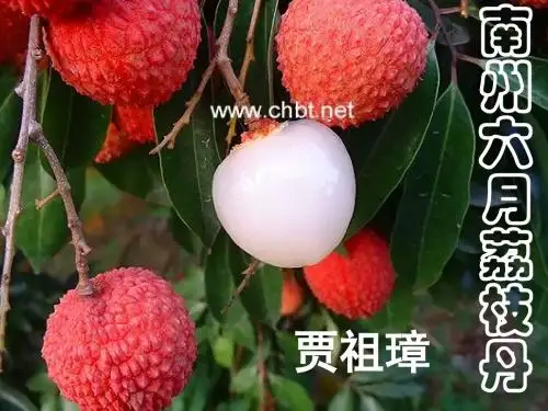 《南州六月荔枝丹》
