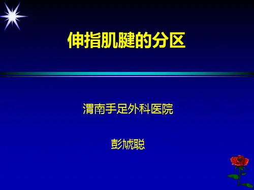 伸指肌腱的分区