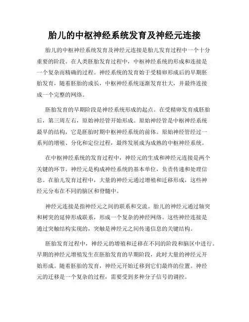 胎儿的中枢神经系统发育及神经元连接
