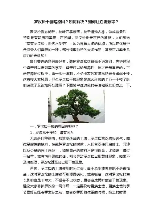 罗汉松干枝啥原因？如何解决？如何让它更葱翠？