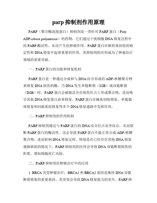 parp抑制剂作用原理