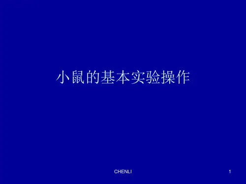 小鼠的基本实验操作PPT课件
