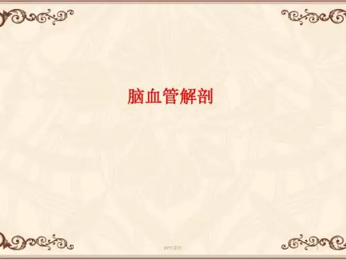 脑血管解剖   ppt课件