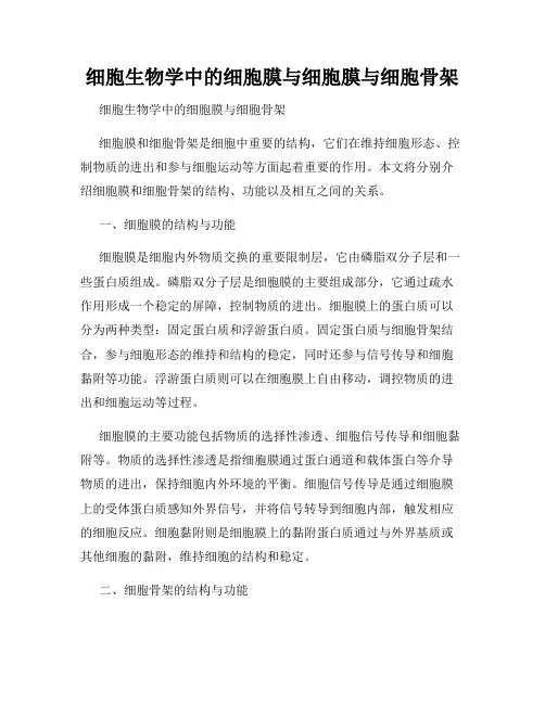 细胞生物学中的细胞膜与细胞膜与细胞骨架