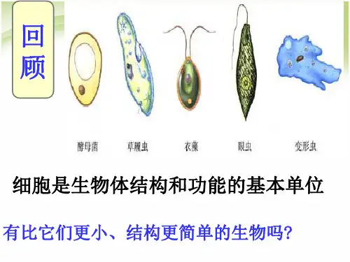 人教版八年级生物上册第五章《病毒》