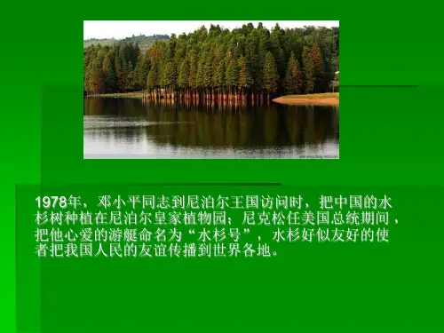 河北省邢台市南和县实验中学冀少版七年级生物上册课件：137我国的珍稀植物(共18张PPT)