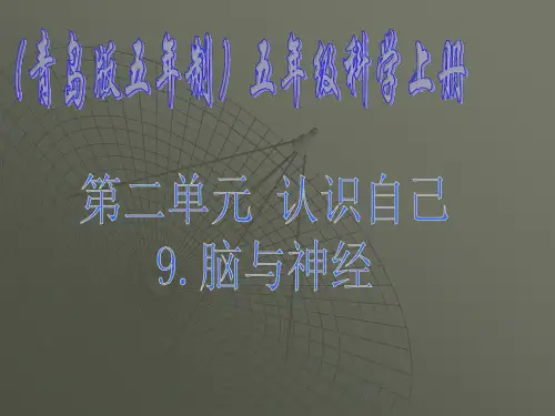 《脑与神经》ppt课件(5篇)