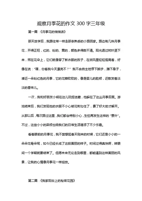 观察月季花的作文300字三年级