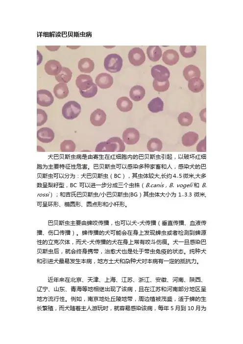 详细解读巴贝斯虫病