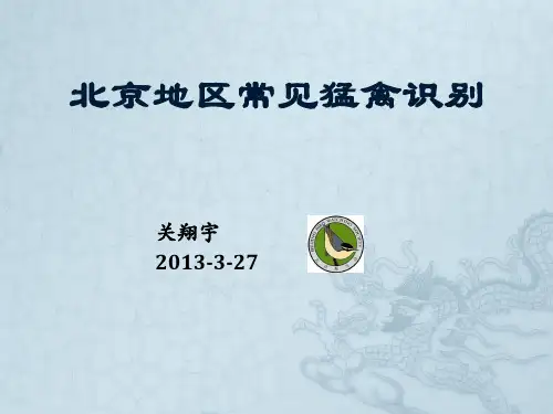 周三课堂-北京地区常见猛禽识别(关翔宇)