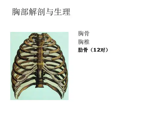 胸外科常见疾病肋骨骨折与气胸
