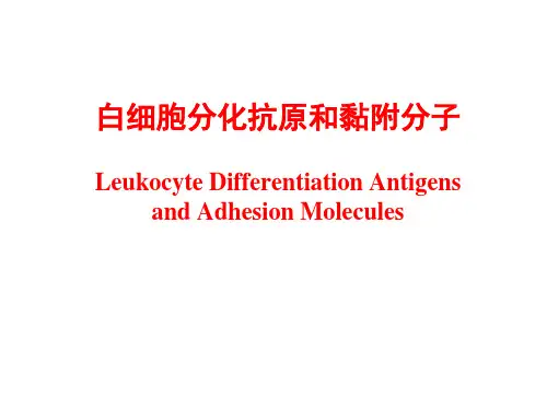白细胞分化抗原和黏附分子