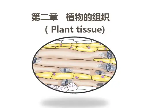 植物的组织(PPT32页)