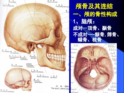 颅骨及其连结