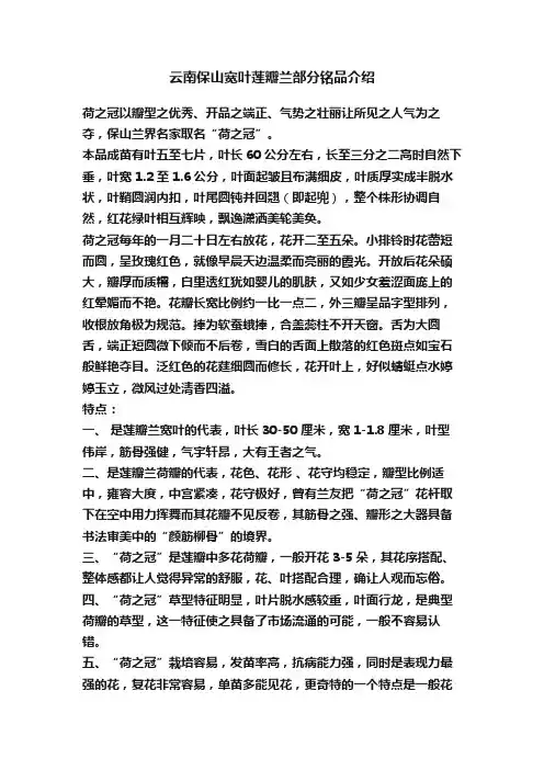 云南保山宽叶莲瓣兰部分铭品介绍